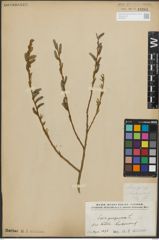 Foto von Salix purpurea L.